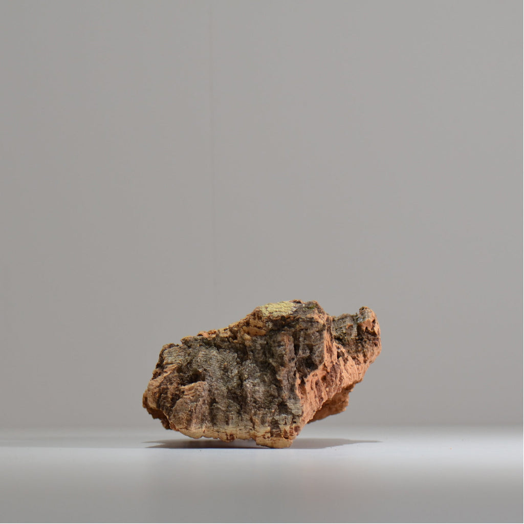 板付け用コルク / ビカクシダ / エアプランツ / 長辺約20cm / hachi_ko04_xl / 着生板