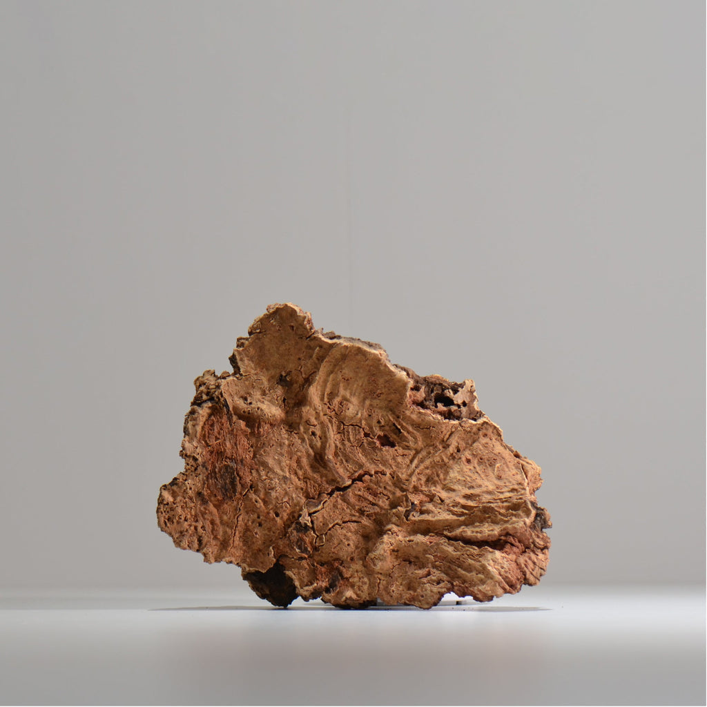 板付け用コルク / ビカクシダ / エアプランツ / 長辺約20cm / hachi_ko05_xl / 着生板