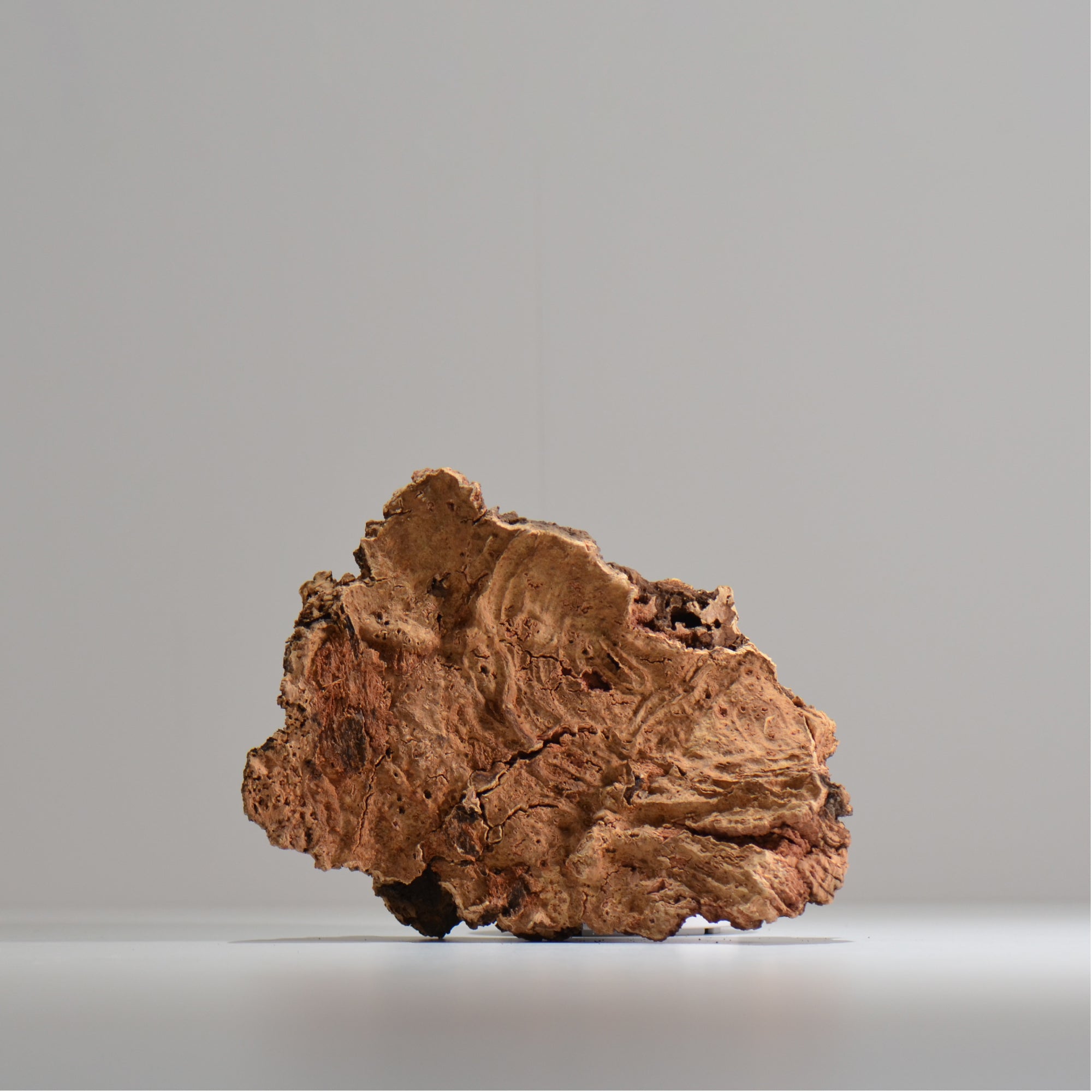 板付け用コルク / ビカクシダ / エアプランツ / 長辺約20cm / hachi_ko05_xl / 着生板