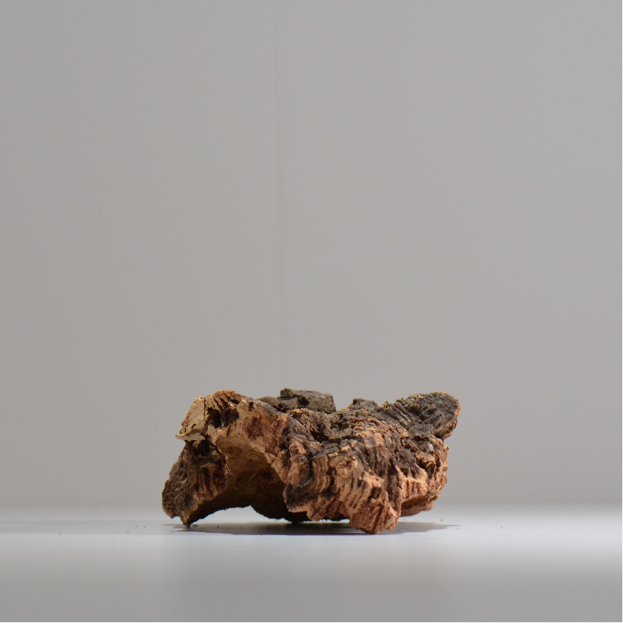 板付け用コルク / ビカクシダ / エアプランツ / 長辺約20cm / hachi_ko05_xl / 着生板