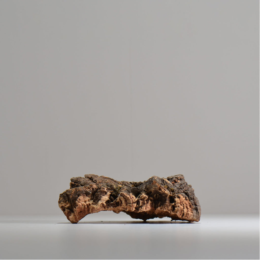 板付け用コルク / ビカクシダ / エアプランツ / 長辺約20cm / hachi_ko05_xl / 着生板