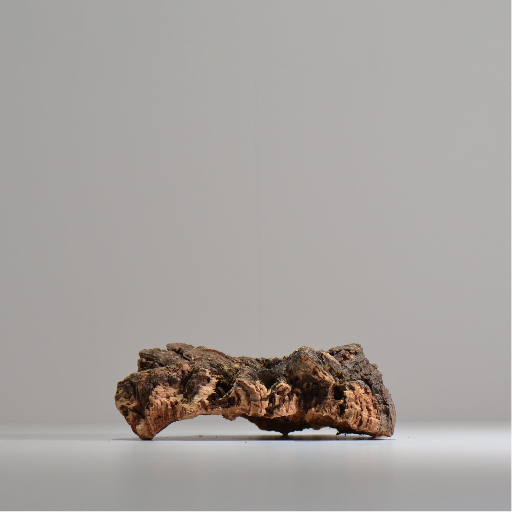 板付け用コルク / ビカクシダ / エアプランツ / 長辺約20cm / hachi_ko05_xl / 着生板