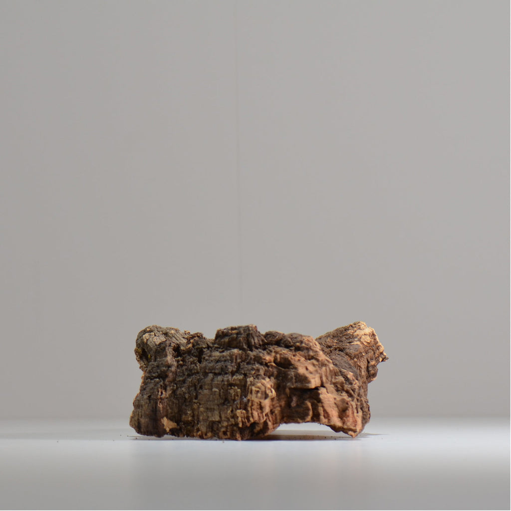 板付け用コルク / ビカクシダ / エアプランツ / 長辺約20cm / hachi_ko05_xl / 着生板