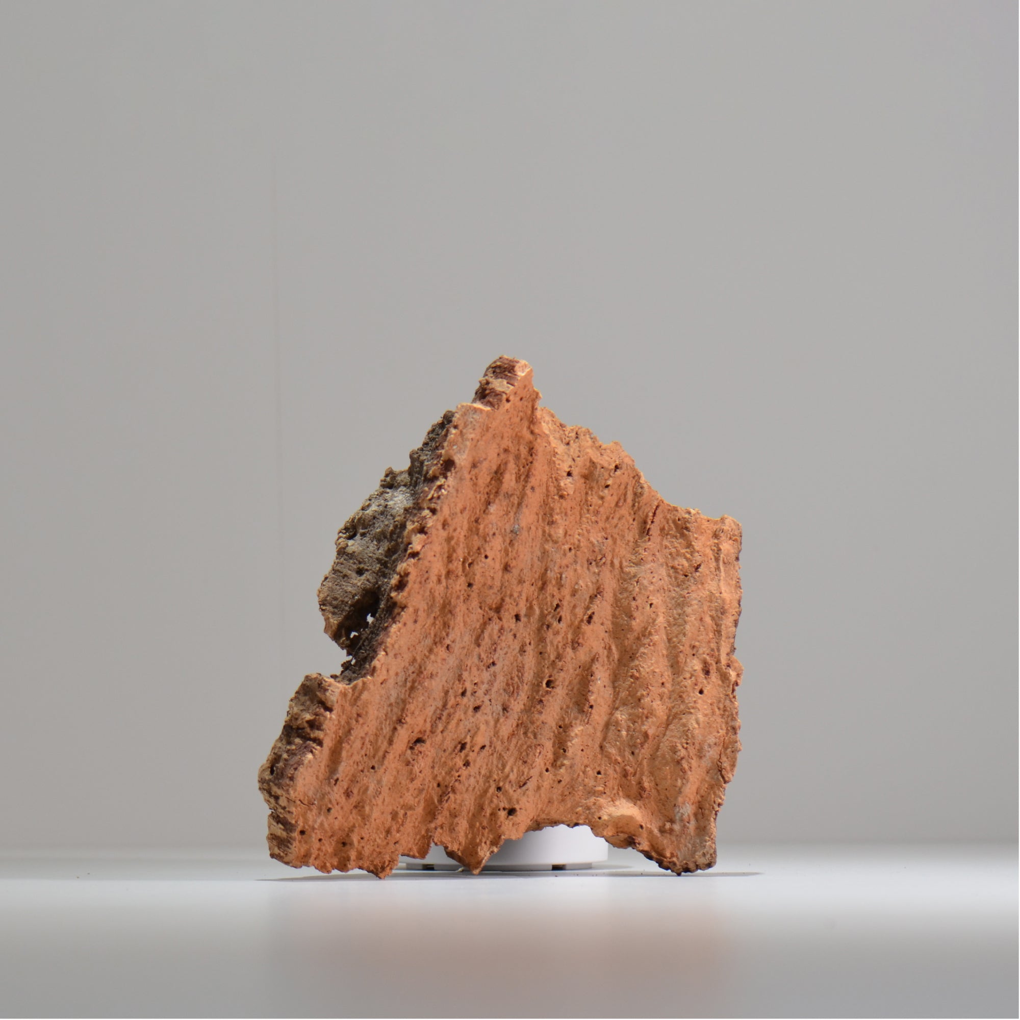 板付け用コルク / ビカクシダ / エアプランツ / 長辺約20cm / hachi_ko06_xl / 着生板