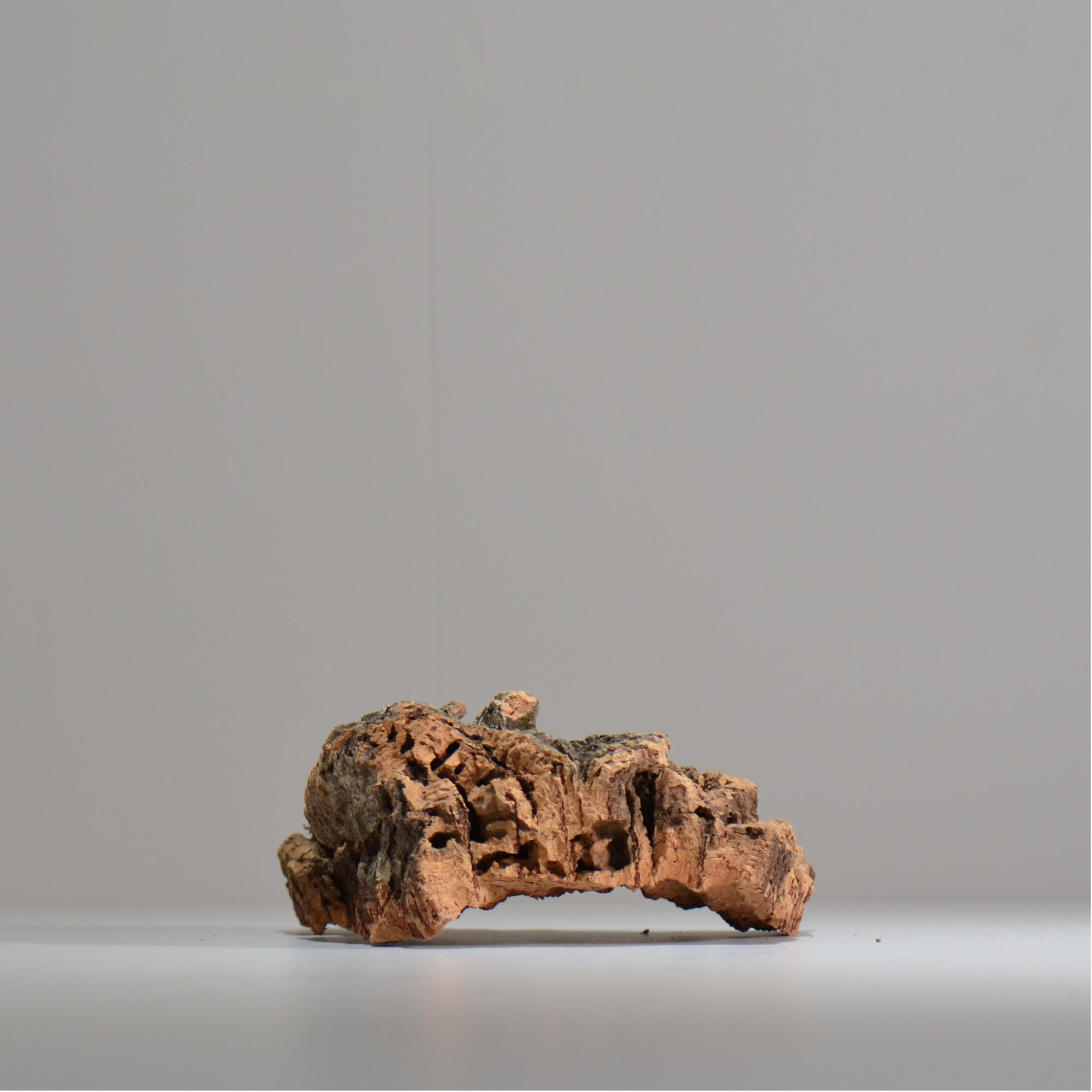 板付け用コルク / ビカクシダ / エアプランツ / 長辺約20cm / hachi_ko06_xl / 着生板