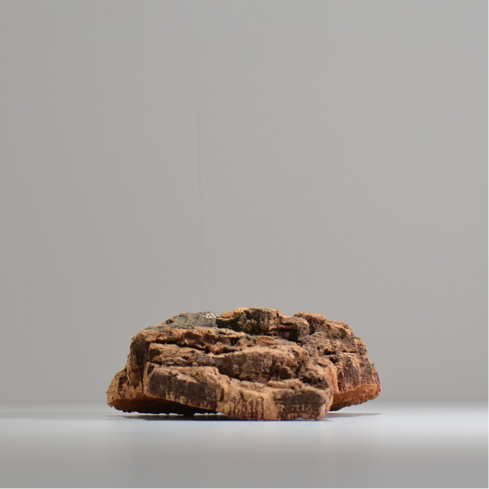 板付け用コルク / ビカクシダ / エアプランツ / 長辺約20cm / hachi_ko06_xl / 着生板