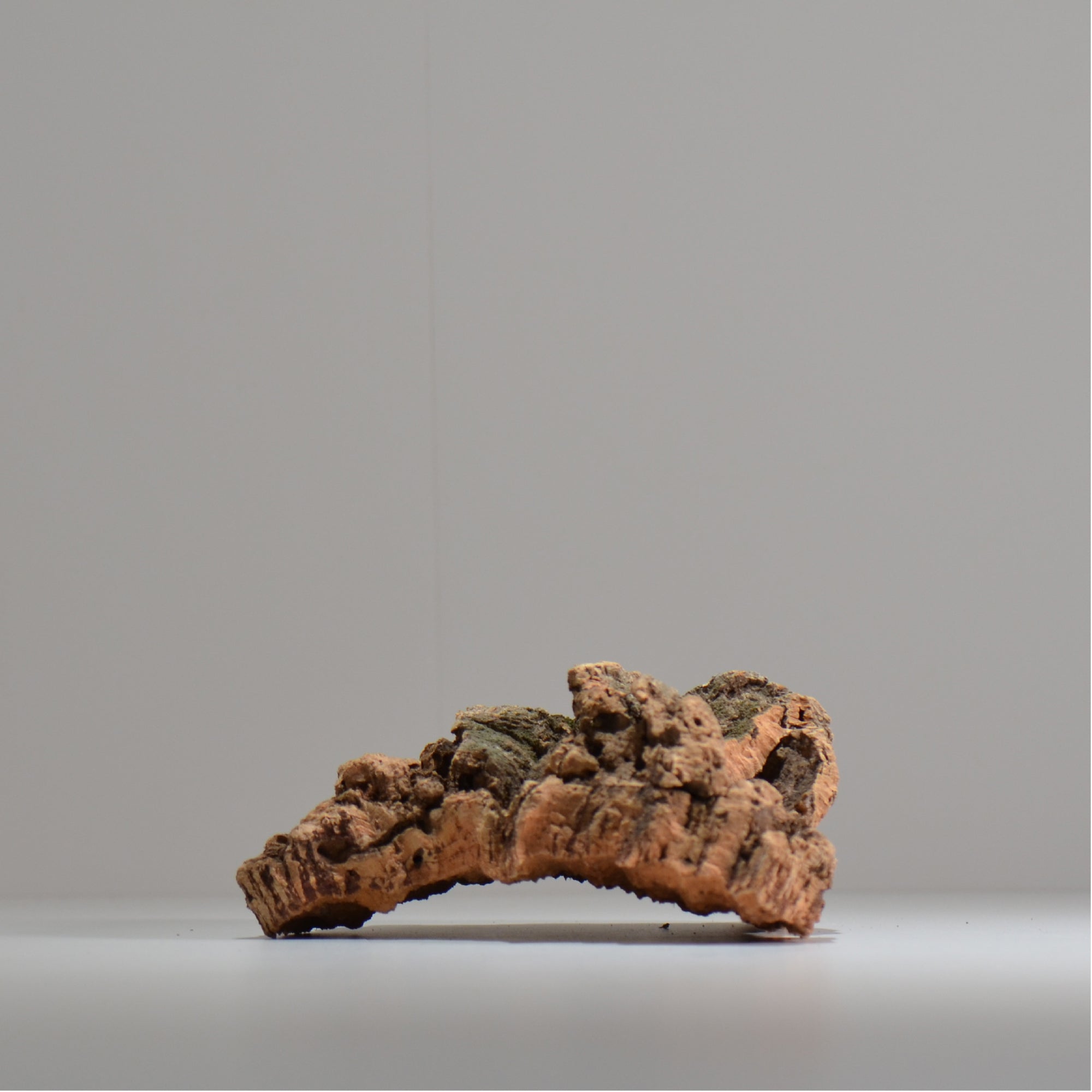 板付け用コルク / ビカクシダ / エアプランツ / 長辺約20cm / hachi_ko06_xl / 着生板