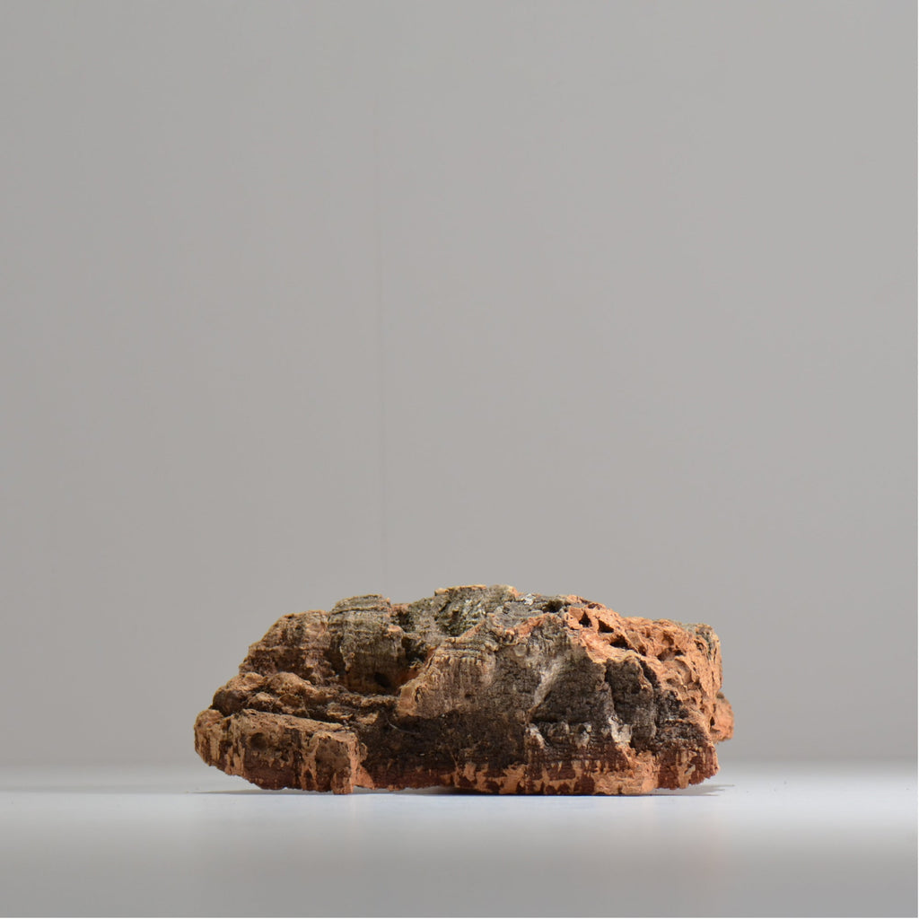 板付け用コルク / ビカクシダ / エアプランツ / 長辺約20cm / hachi_ko06_xl / 着生板