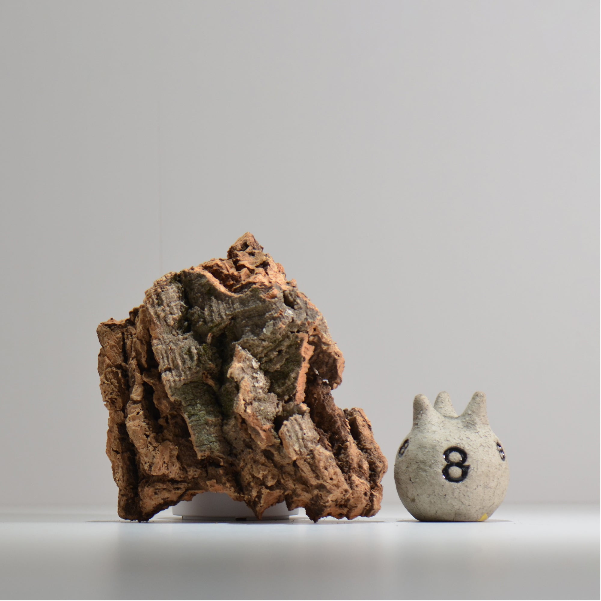 板付け用コルク / ビカクシダ / エアプランツ / 長辺約20cm / hachi_ko06_xl / 着生板