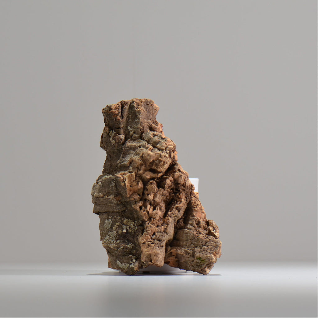 板付け用コルク / ビカクシダ / エアプランツ / 長辺約20cm / hachi_ko07_xl / 着生板