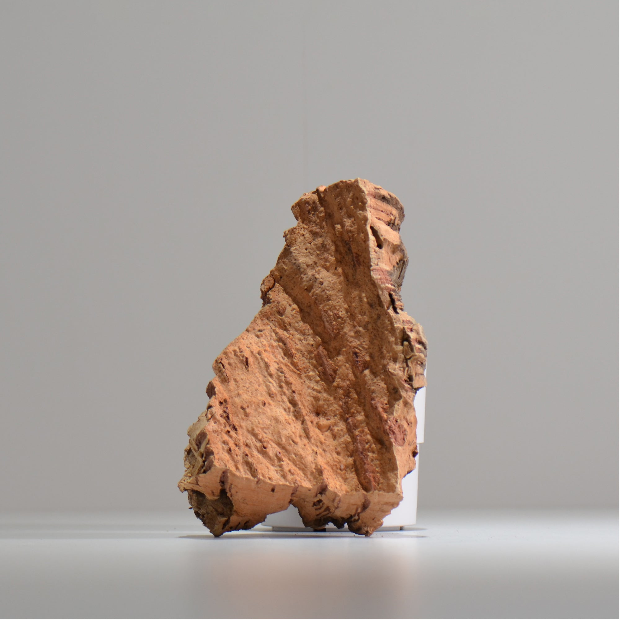 板付け用コルク / ビカクシダ / エアプランツ / 長辺約20cm / hachi_ko07_xl / 着生板