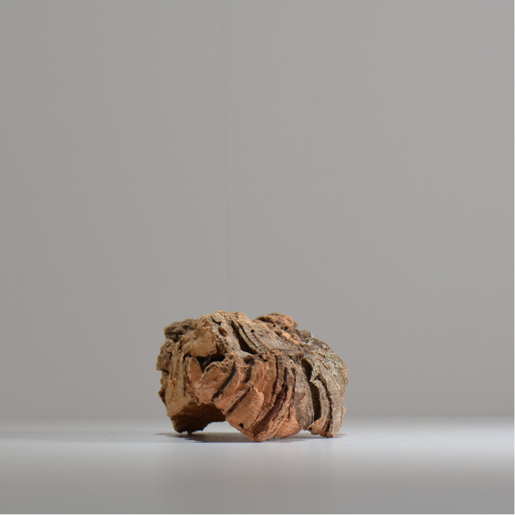 板付け用コルク / ビカクシダ / エアプランツ / 長辺約20cm / hachi_ko07_xl / 着生板