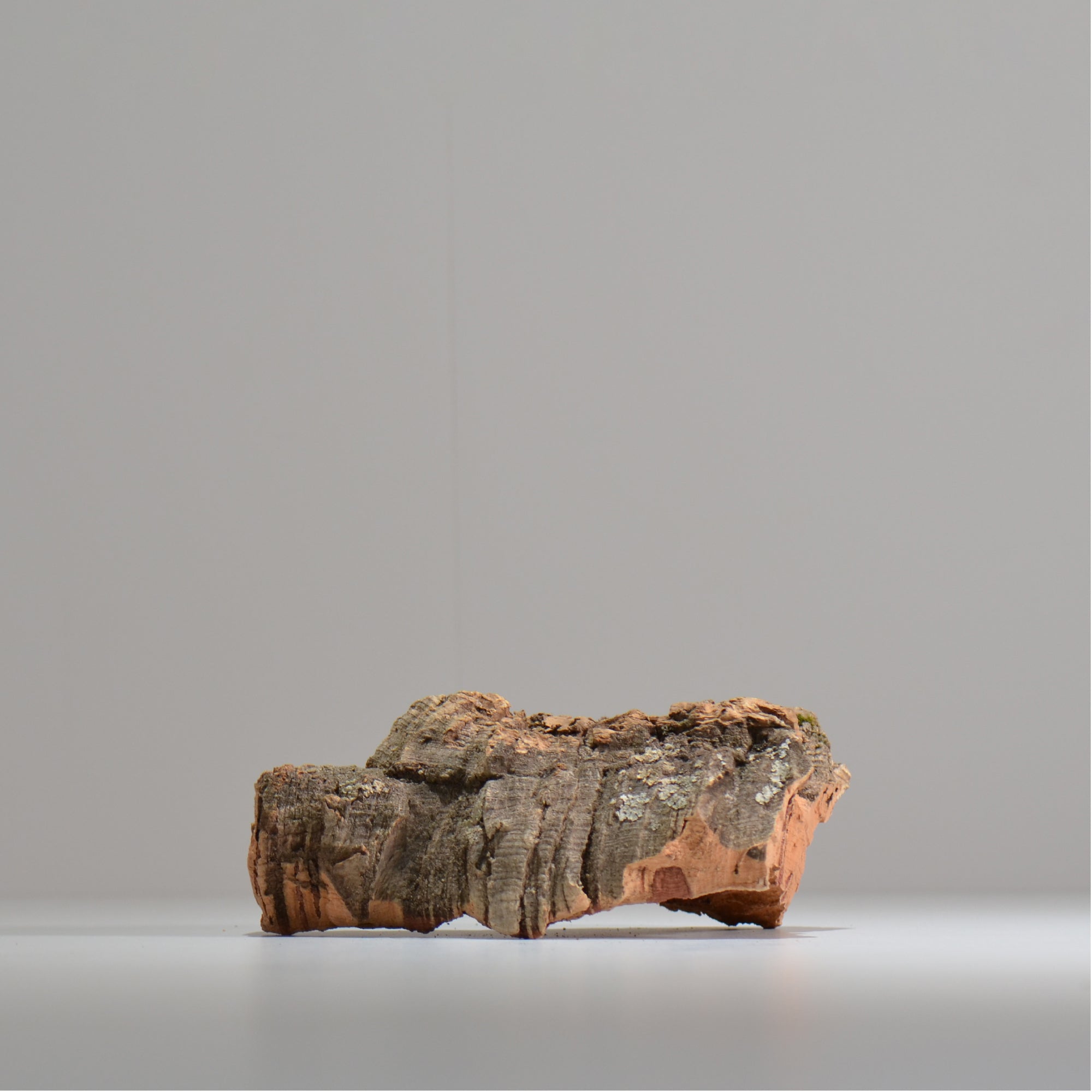 板付け用コルク / ビカクシダ / エアプランツ / 長辺約20cm / hachi_ko07_xl / 着生板