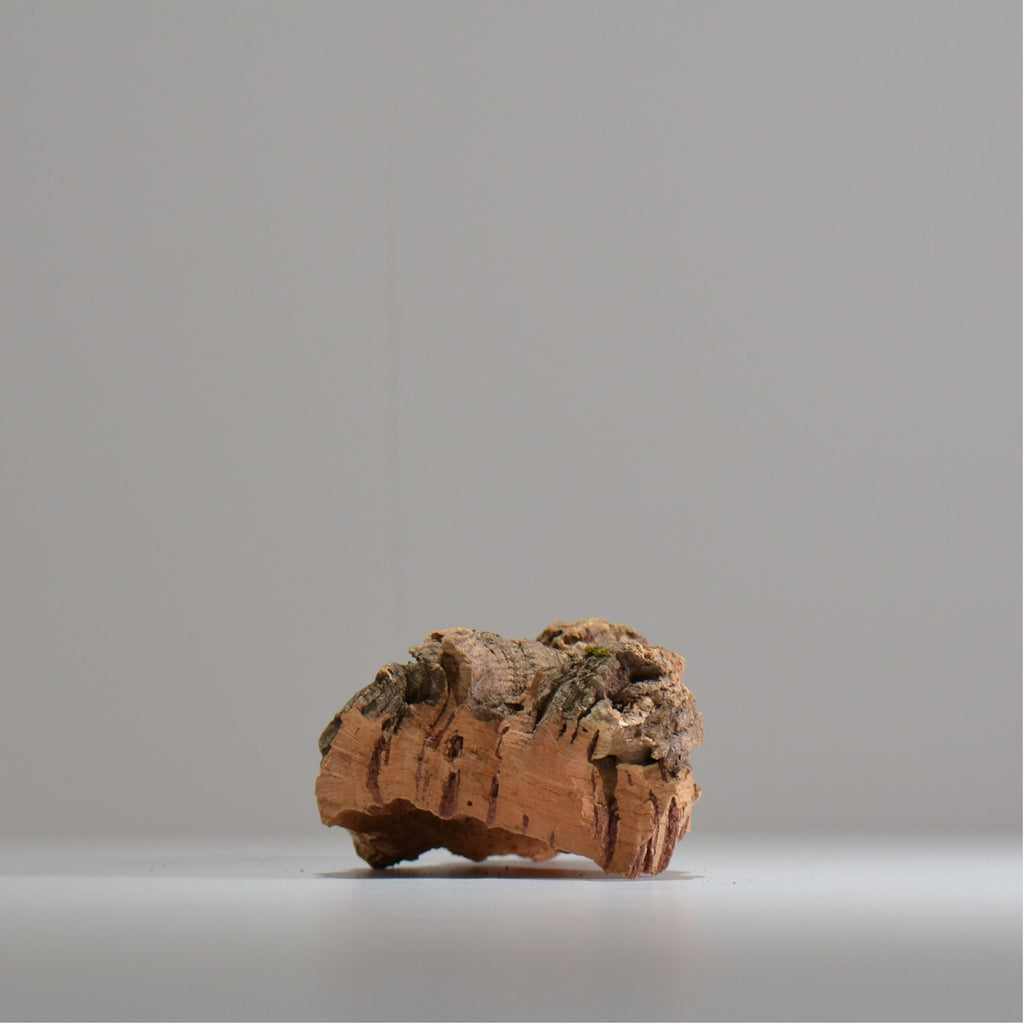 板付け用コルク / ビカクシダ / エアプランツ / 長辺約20cm / hachi_ko07_xl / 着生板