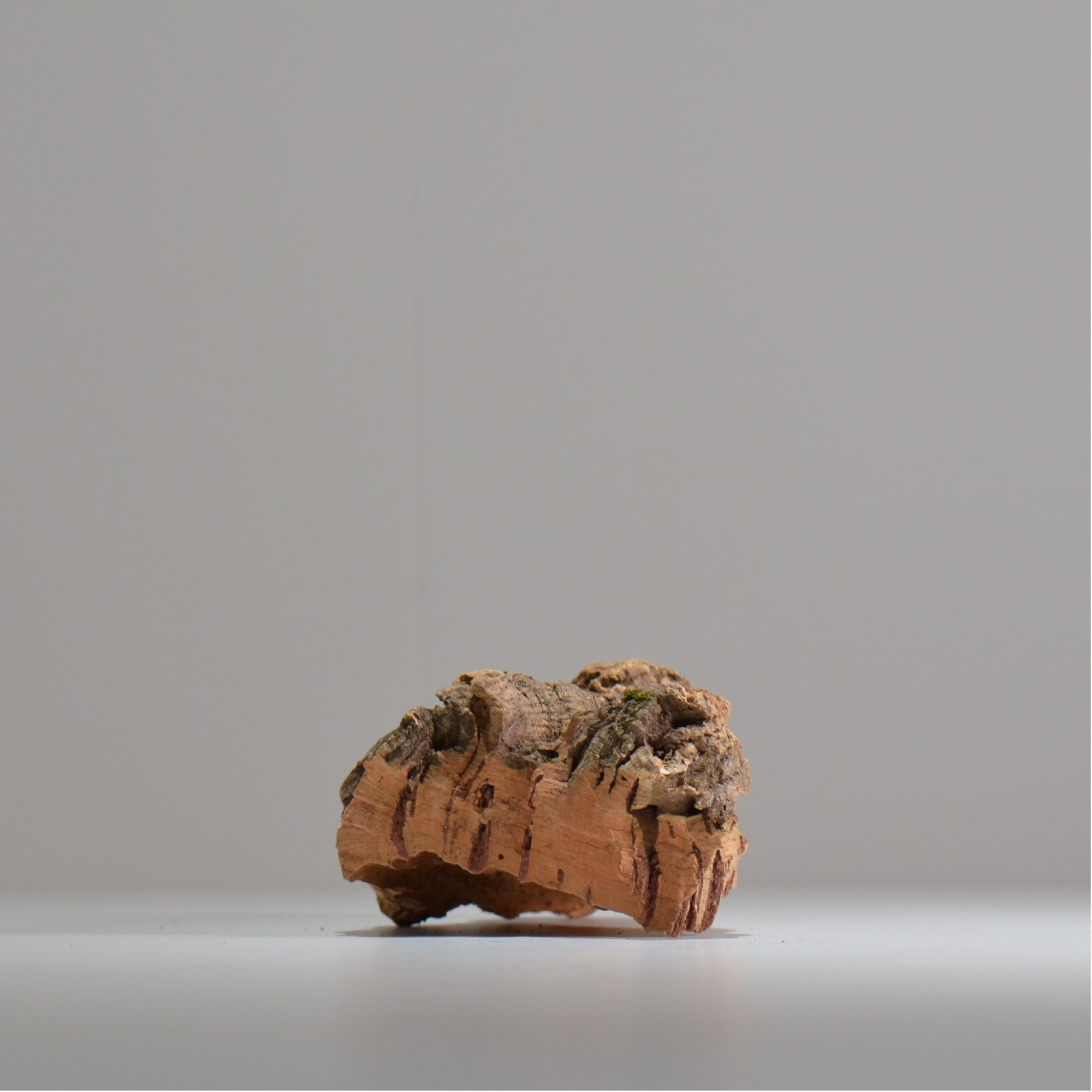 板付け用コルク / ビカクシダ / エアプランツ / 長辺約20cm / hachi_ko07_xl / 着生板