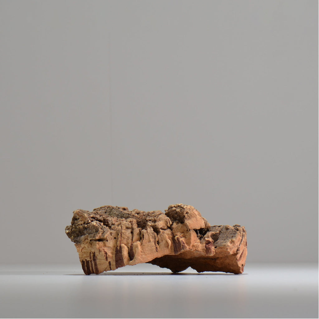 板付け用コルク / ビカクシダ / エアプランツ / 長辺約20cm / hachi_ko07_xl / 着生板