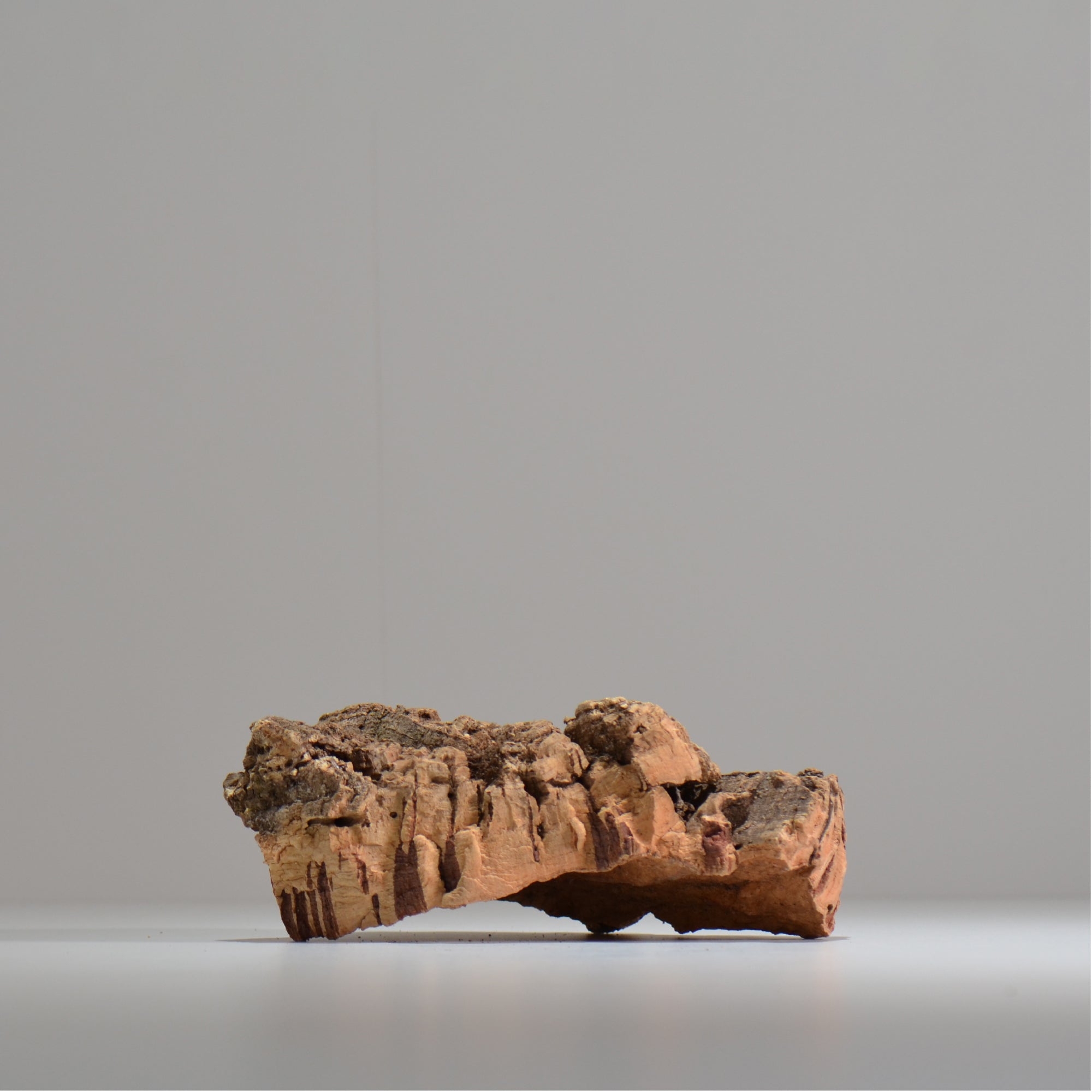 板付け用コルク / ビカクシダ / エアプランツ / 長辺約20cm / hachi_ko07_xl / 着生板