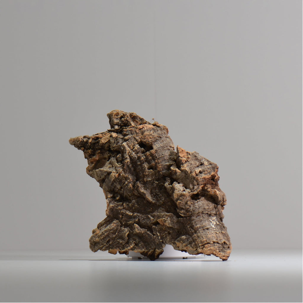 板付け用コルク / ビカクシダ / エアプランツ / 長辺約21cm / hachi_ko08_xl / 着生板