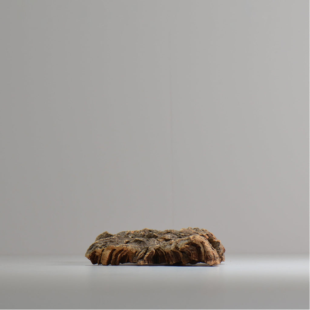 板付け用コルク / ビカクシダ / エアプランツ / 長辺約21cm / hachi_ko08_xl / 着生板