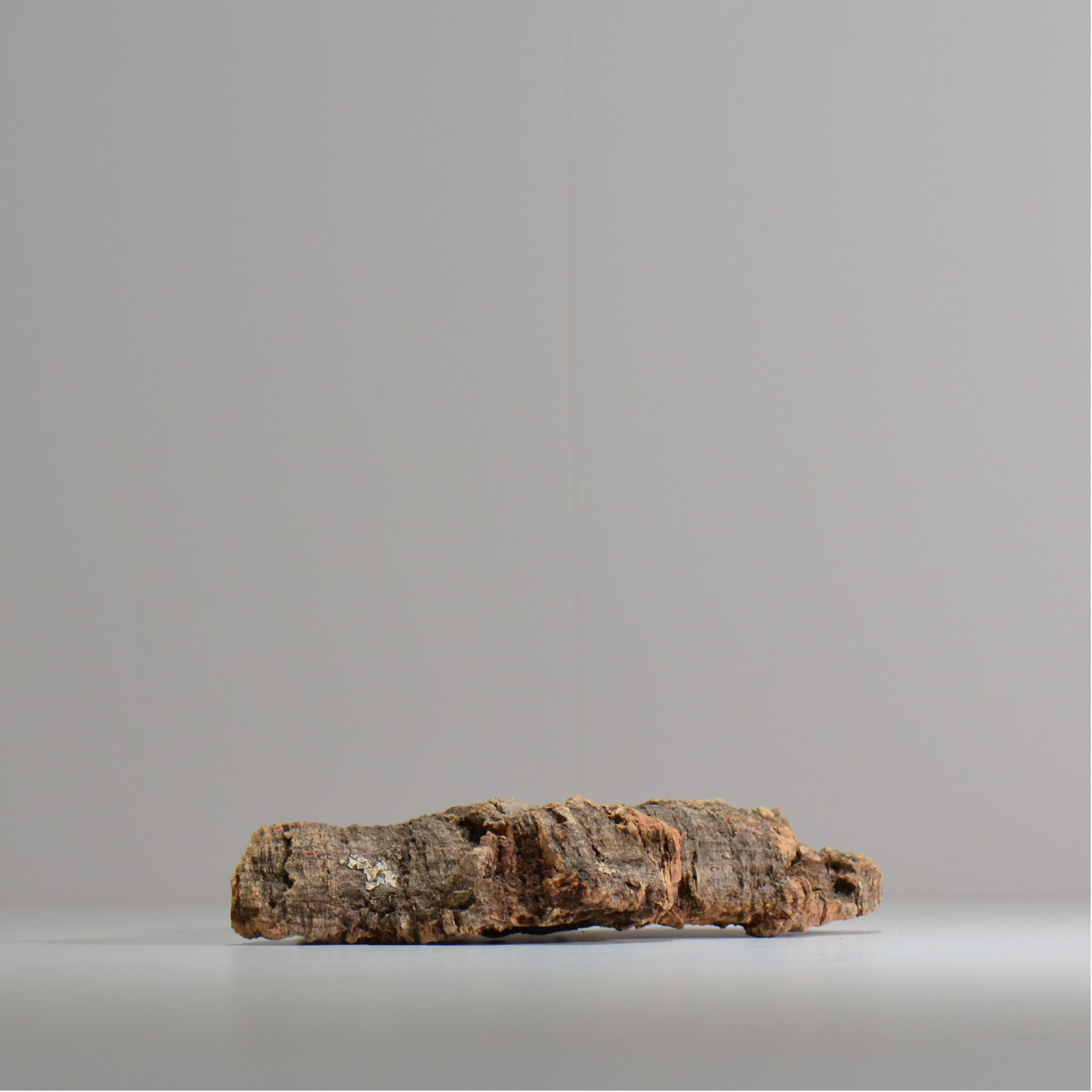 板付け用コルク / ビカクシダ / エアプランツ / 長辺約21cm / hachi_ko08_xl / 着生板