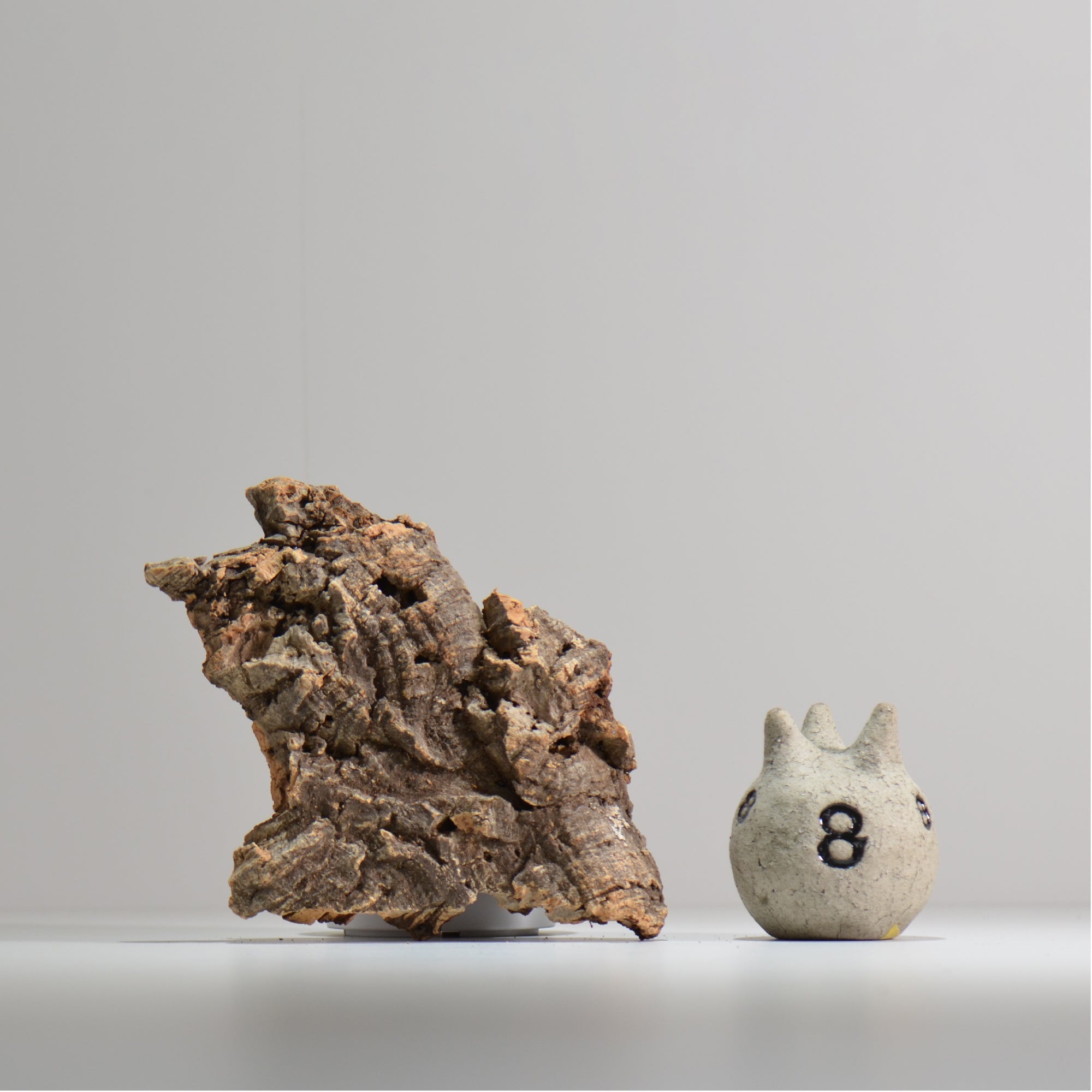 板付け用コルク / ビカクシダ / エアプランツ / 長辺約21cm / hachi_ko08_xl / 着生板