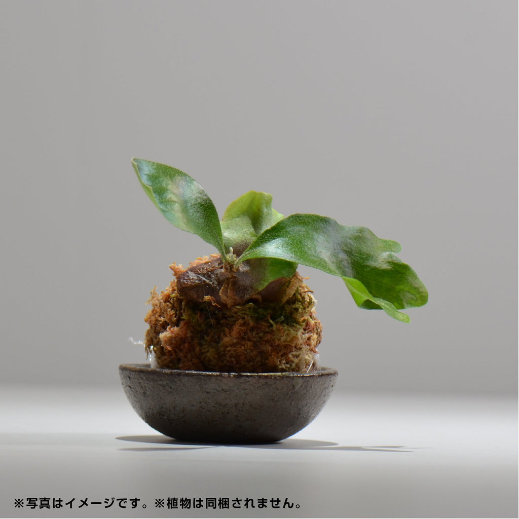 ヒノモトナツミ / 鈍-にび- / hn01_01nibi_s /  約 φ10cm / 苔玉皿