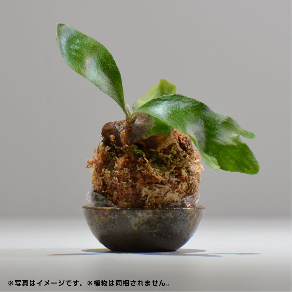 ヒノモトナツミ / 鈍-にび- / hn01_03nibi_xs /  約 φ8.5cm / 苔玉皿