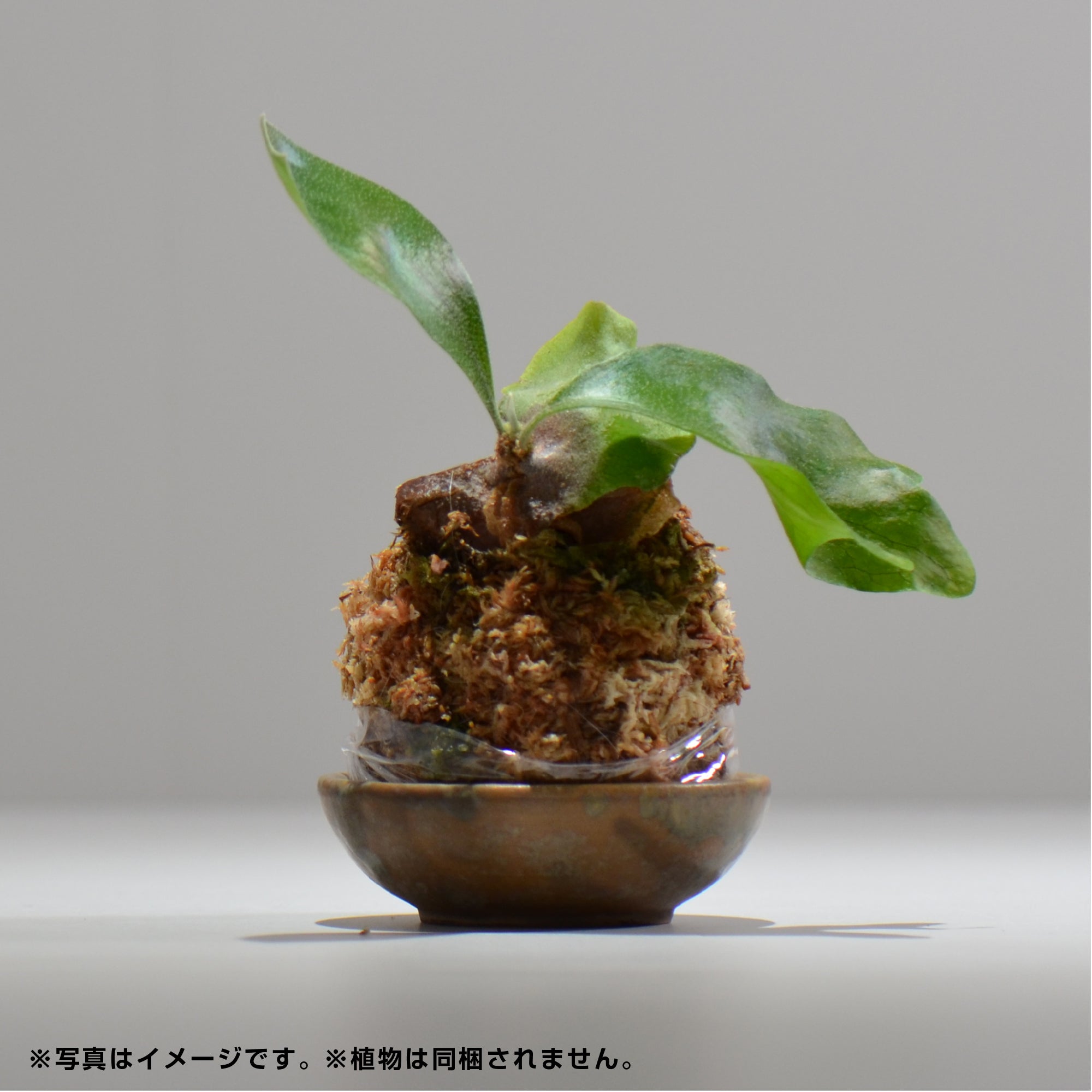 ヒノモトナツミ / 鈍-にび- / hn01_04nibi_xs /  約 φ8.8cm / 苔玉皿