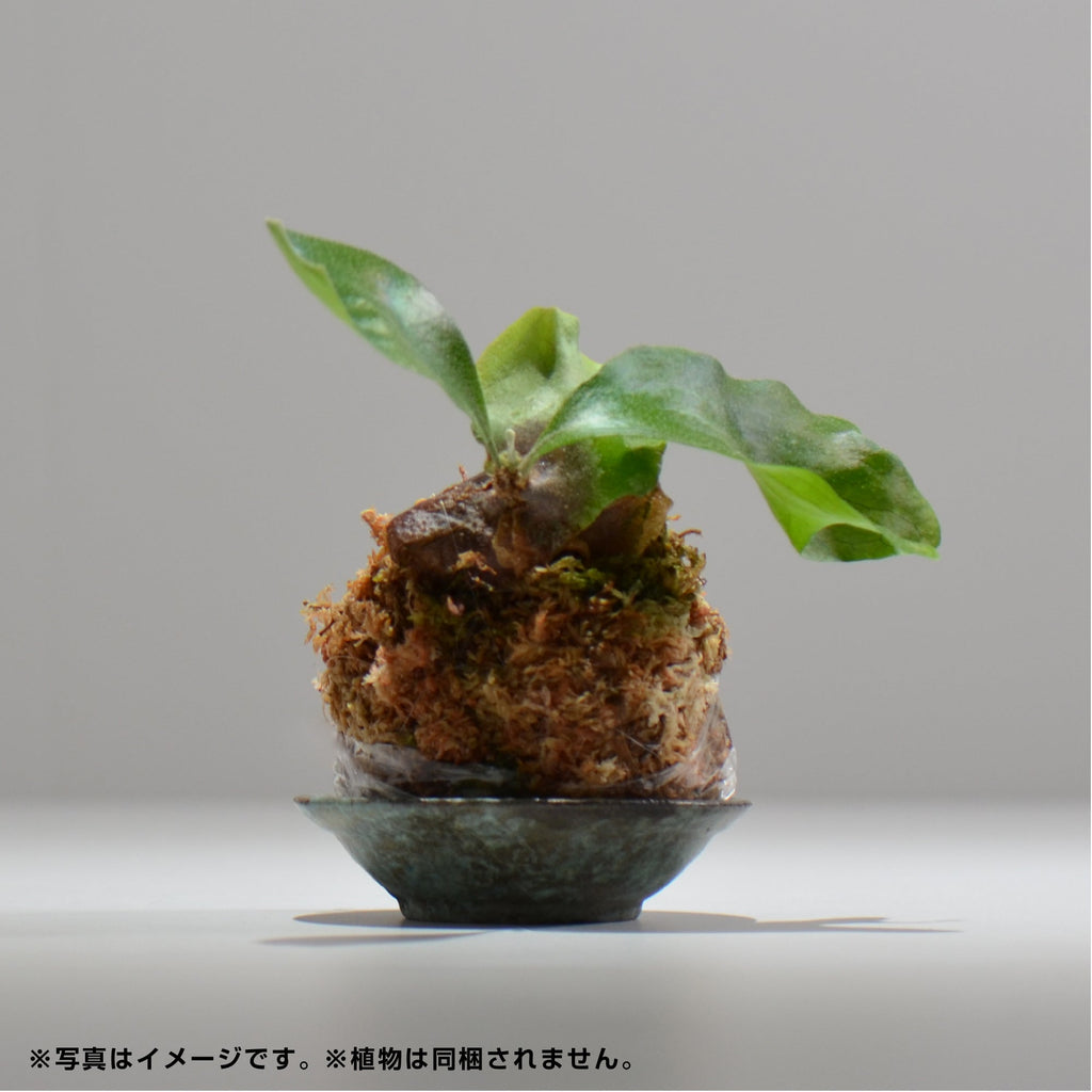 ヒノモトナツミ / 鈍-にび- / hn01_07nibi_s /  約 φ9cm / 苔玉皿