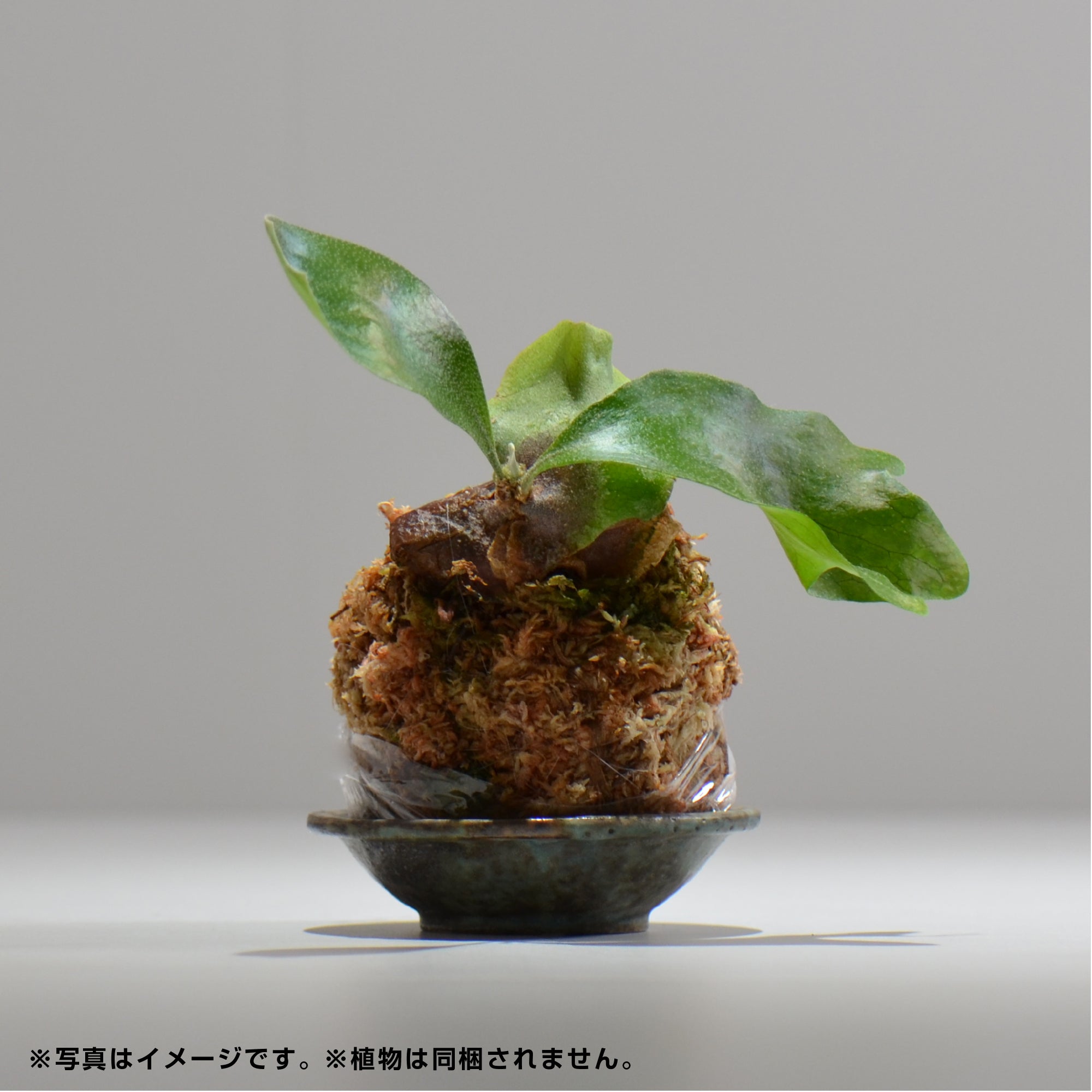 ヒノモトナツミ / 鈍-にび- / hn01_08nibi_xs /  約 φ8.8cm / 苔玉皿
