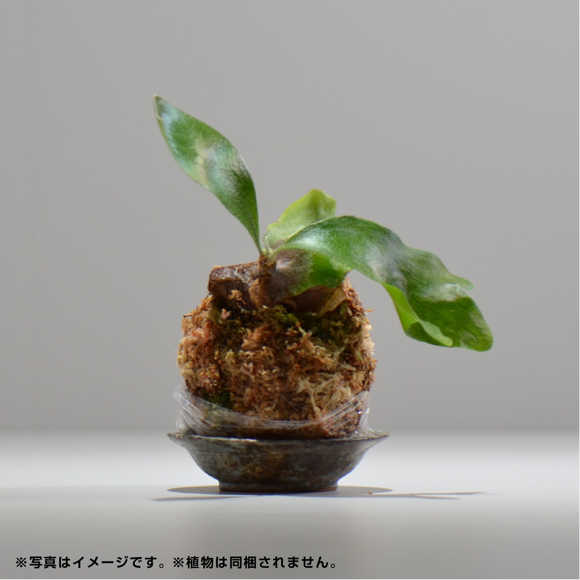 ヒノモトナツミ / 鈍-にび- / hn01_09nibi_s /  約 φ9cm / 苔玉皿