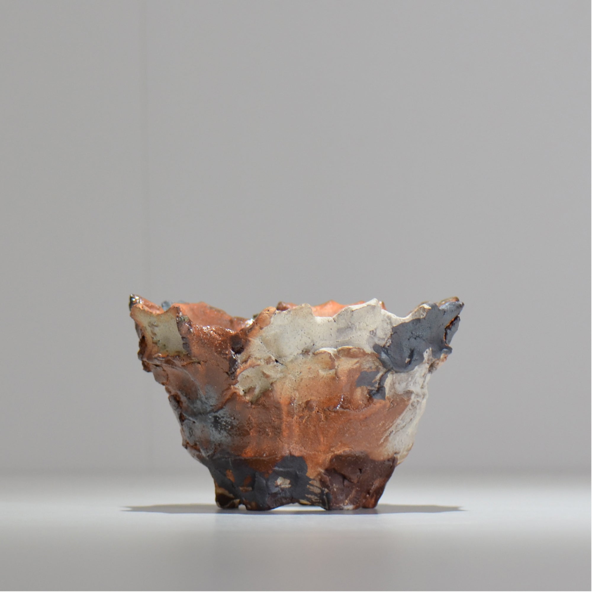 塊根植物・観葉植物の植木鉢専門店 「HACHILABO - ハチラボ- 」