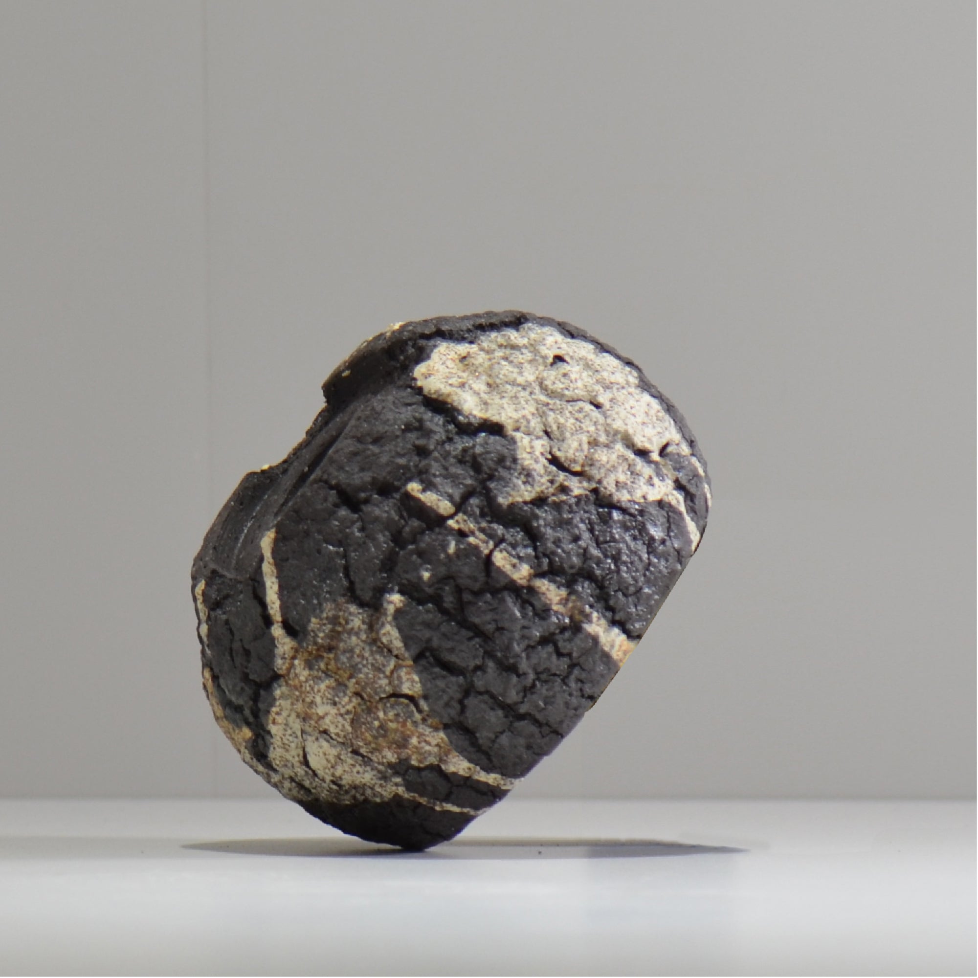 松井邦明 /  枯渇  / mk_ko03_s / 約 10cm / 植木鉢