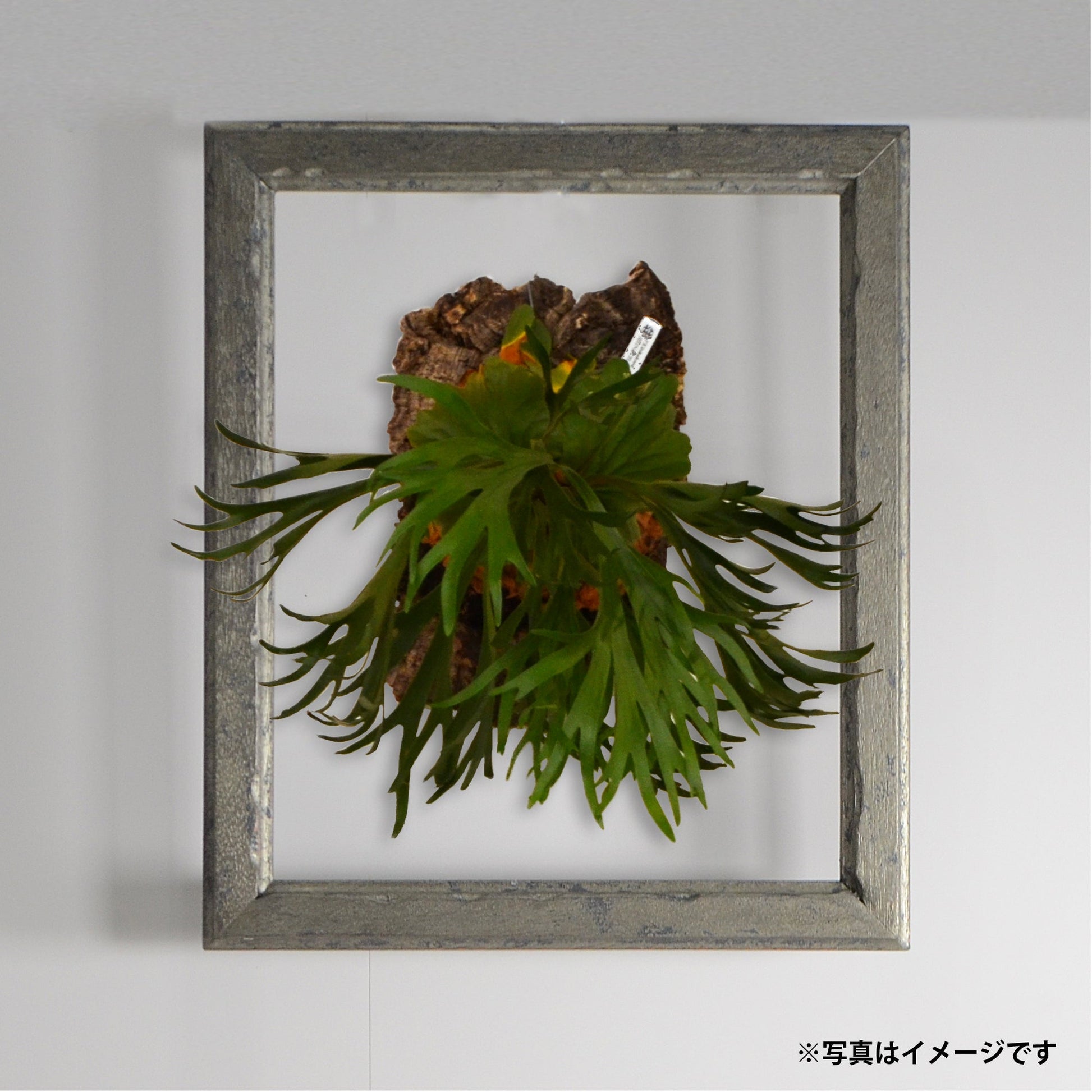 第3ワームホール：com / オリーブ /  olive_01 / W35cm × H41cm / ビカクシダの額