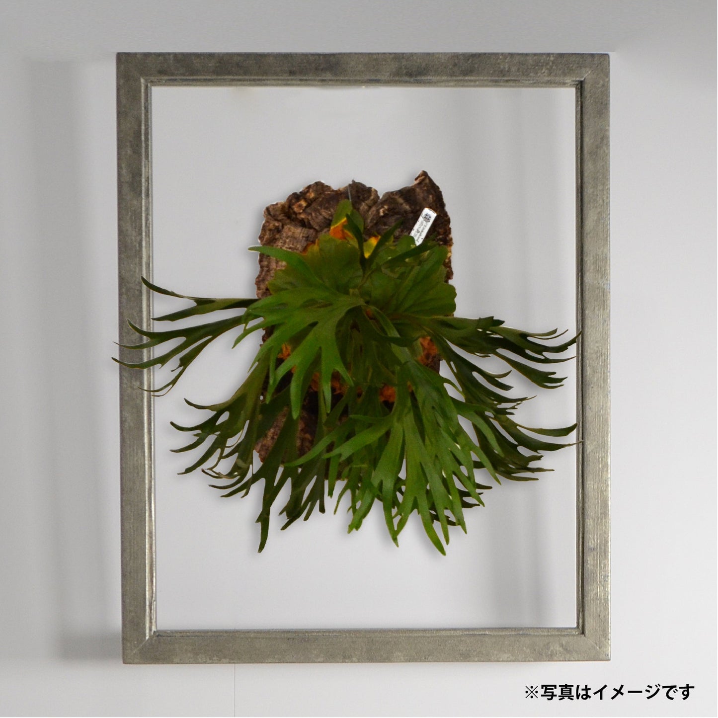 第3ワームホール：com / オリーブ /  olive_03 / W36.5cm × H45.5cm / ビカクシダの額