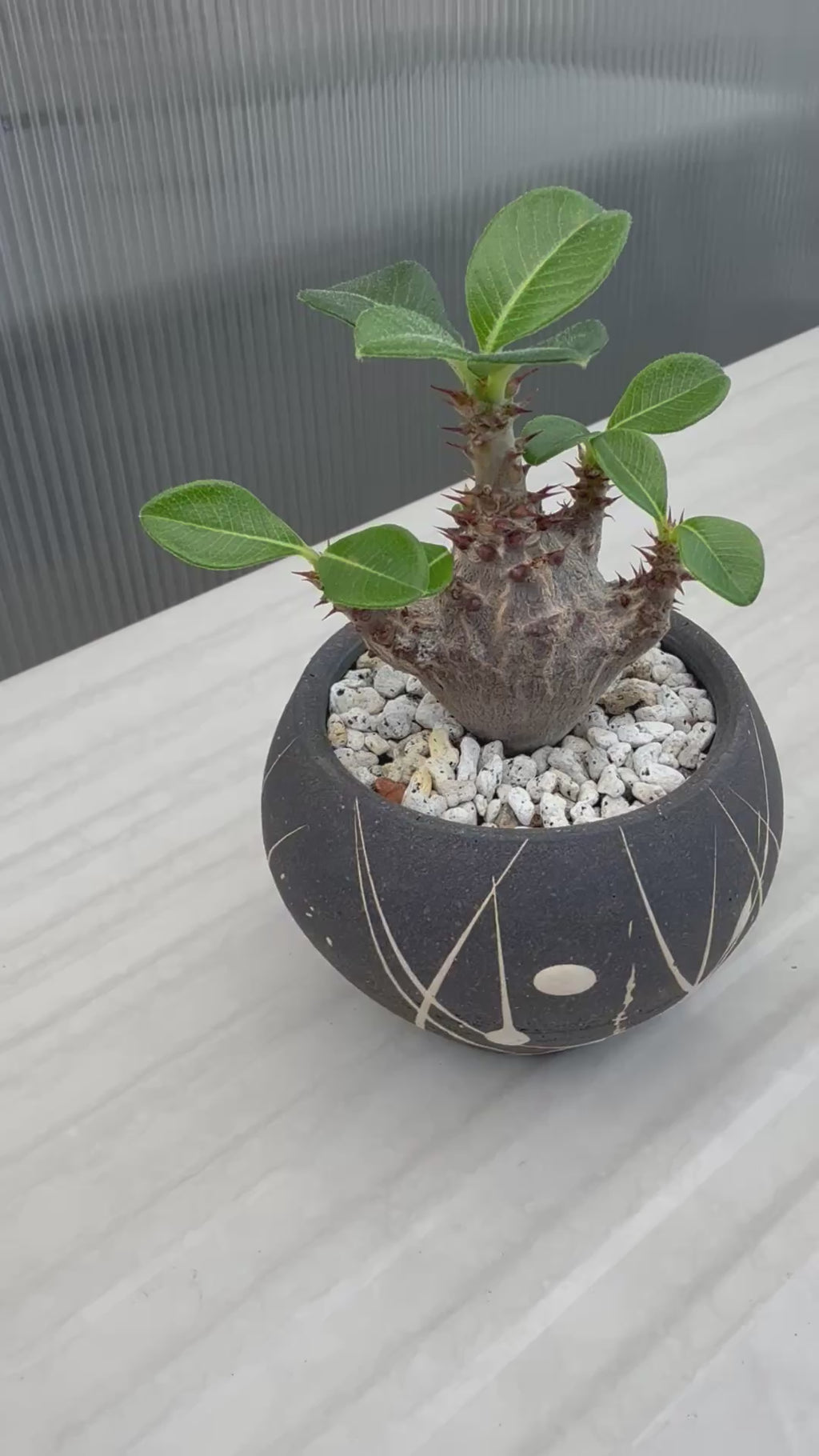植物：BOTANIZE実生 ウィンゾリー / 鉢：沼野秀章さん