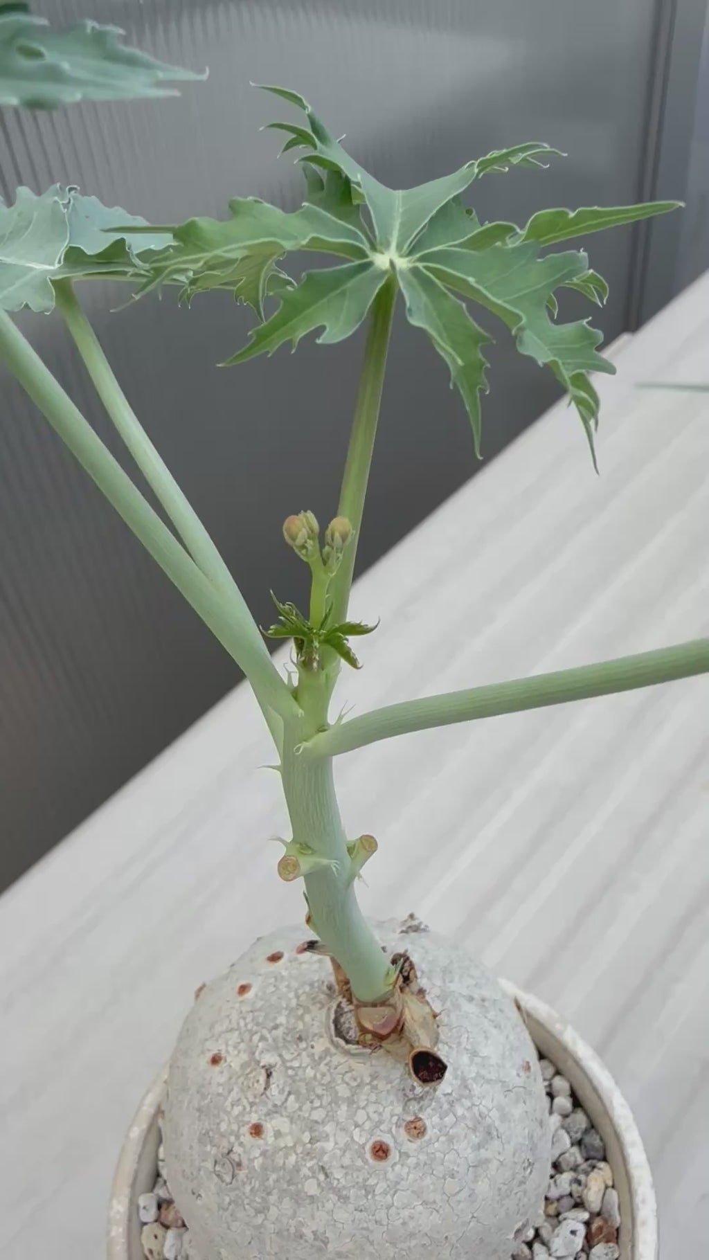 植物：Jatropha berlandieri ／鉢：内山真寿美さん