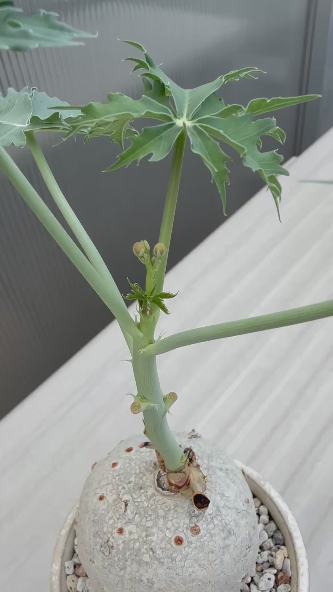 植物：Jatropha berlandieri ／鉢：内山真寿美さん