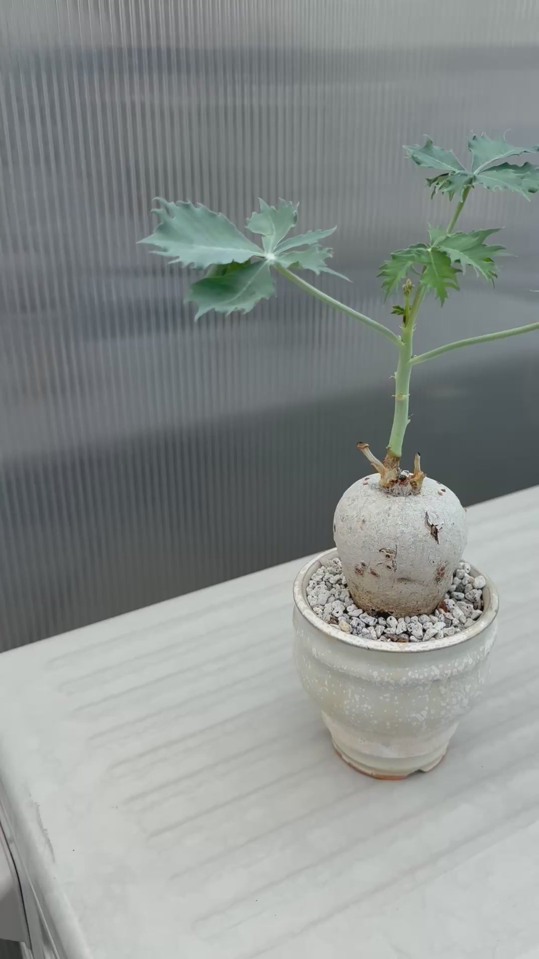 植物：Jatropha berlandieri ／鉢：内山真寿美さん