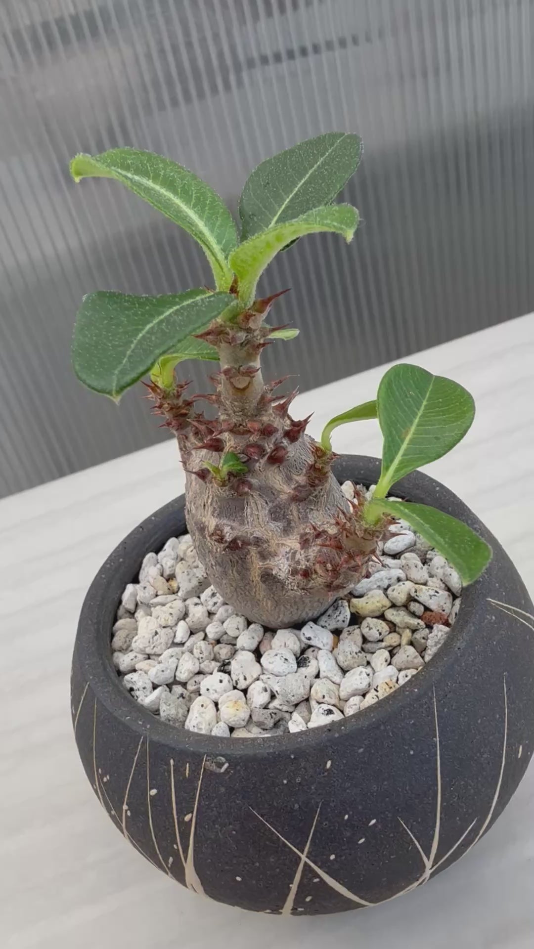 植物：BOTANIZE実生 ウィンゾリー / 鉢：沼野秀章さん – ハチラボ