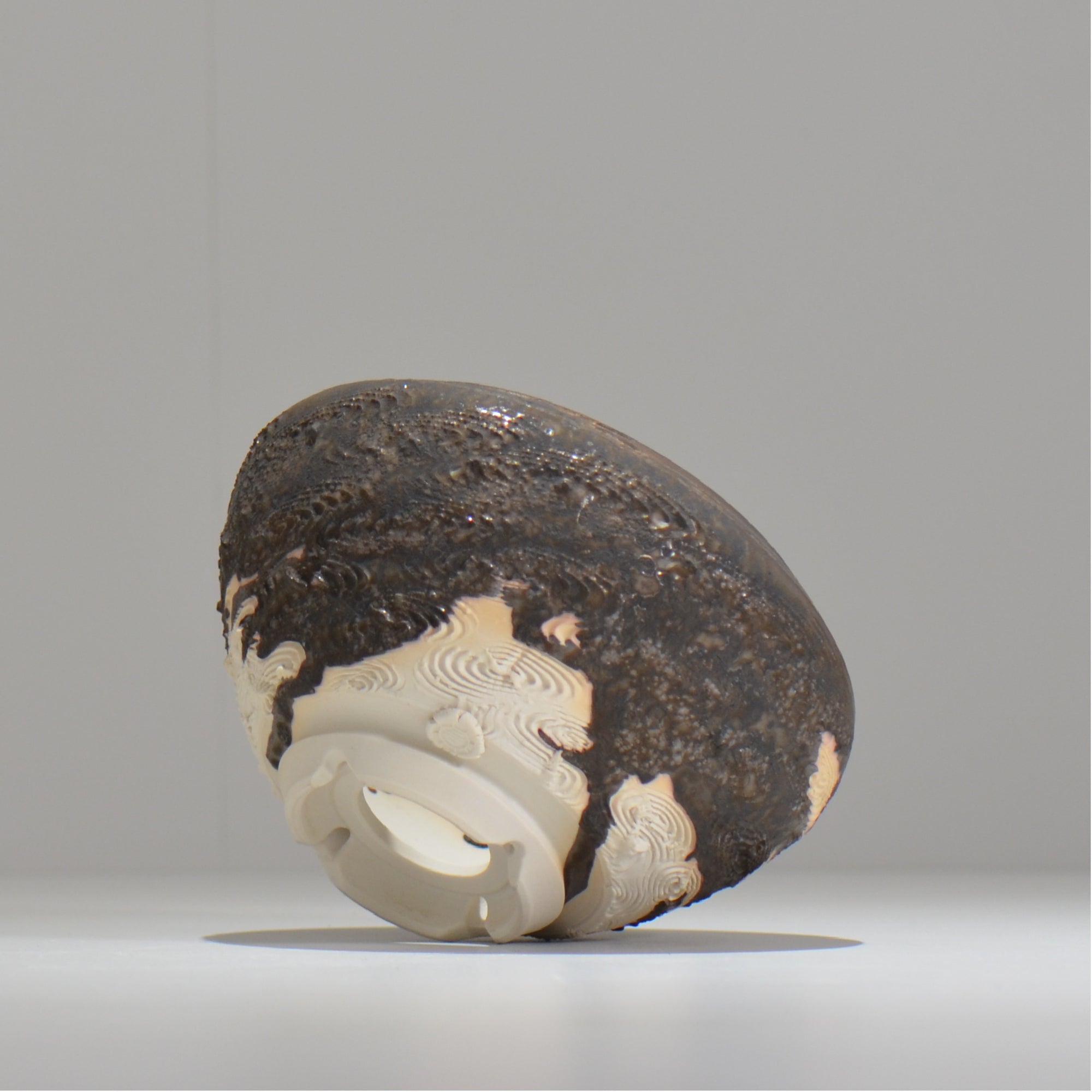 陶房Kibi / ツートン/tk_tw01_m  / 約 φ12.7cm / 植木鉢