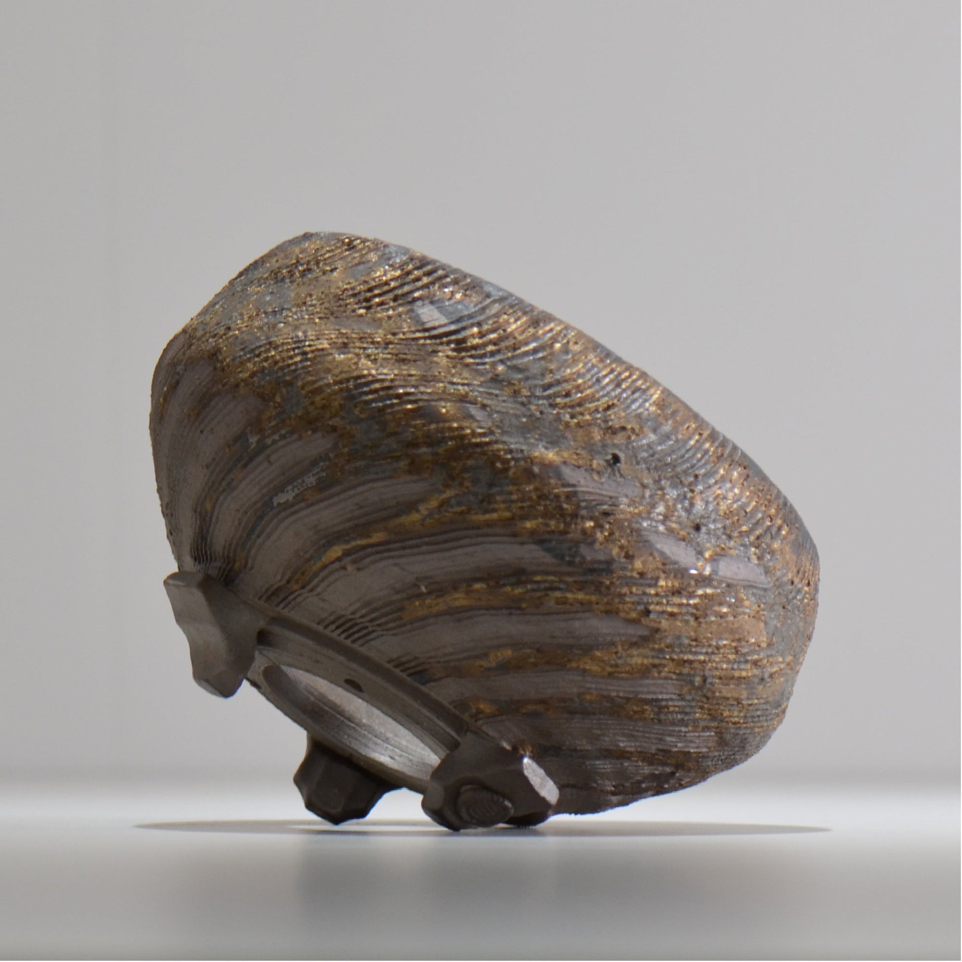 陶房Kibi / 金泥 / tkki_06_m  / 約 φ14cm / 植木鉢
